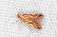 Metzneria aprilella