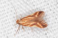 Metzneria aprilella