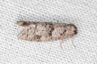 Penestoglossa dardoinella