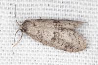Penestoglossa dardoinella