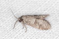 Penestoglossa dardoinella