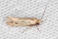 Anomalotinea liguriella