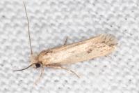 Anomalotinea liguriella