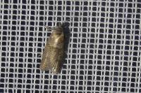 Tortricodes alternella