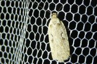Agonopterix ocellana