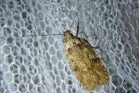 Agonopterix ciliella/heracliana