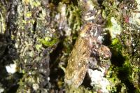 Depressaria albipunctella