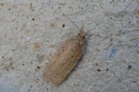 Agonopterix scopariella