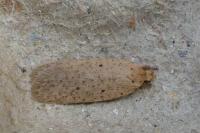 Agonopterix