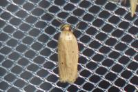 Agonopterix pallorella