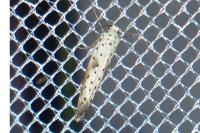 Yponomeuta irrorella