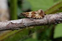 Celypha cespitana
