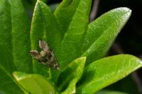 Celypha lacunana