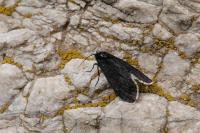 Typhonia ciliaris