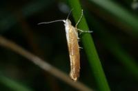 Argyresthia albistria
