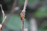 Cacoecimorpha pronubana