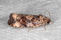 Endothenia oblongana