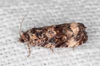 Endothenia oblongana