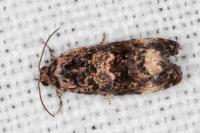 Endothenia oblongana