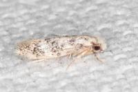 Infurcitinea albicomella
