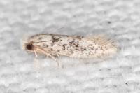 Infurcitinea albicomella