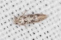 Infurcitinea albicomella
