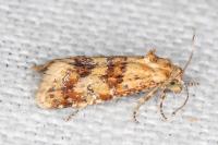 Aethes williana