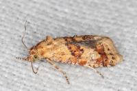 Aethes williana