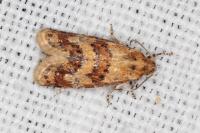 Aethes williana