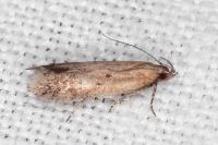 Stomopteryx remissella
