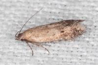 Stomopteryx remissella