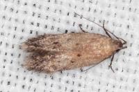 Stomopteryx remissella