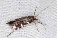 Eteobalea serratella