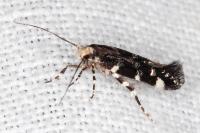 Eteobalea serratella