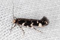 Eteobalea serratella