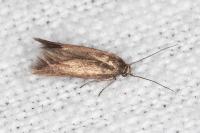 Scythris terrenella