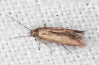 Scythris terrenella