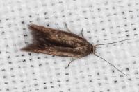 Scythris terrenella