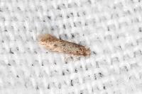 Infurcitinea italica