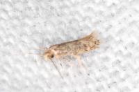 Infurcitinea italica