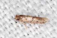 Infurcitinea italica