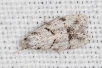 Symmoca signatella