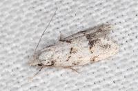 Symmoca signatella