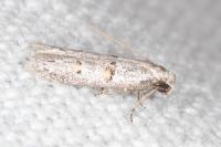 Symmocoides oxybiella