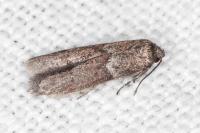 Blastobasis glandulella