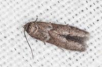 Blastobasis glandulella
