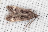 Dichomeris alacella