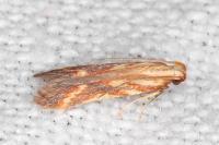 Metzneria aprilella