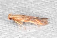 Metzneria aprilella