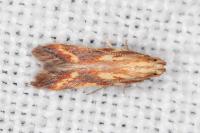 Metzneria aprilella